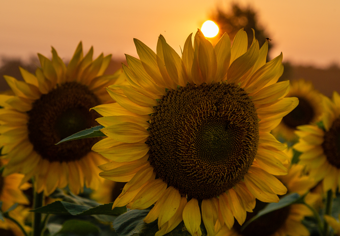 August Bank Holiday Trading Hours